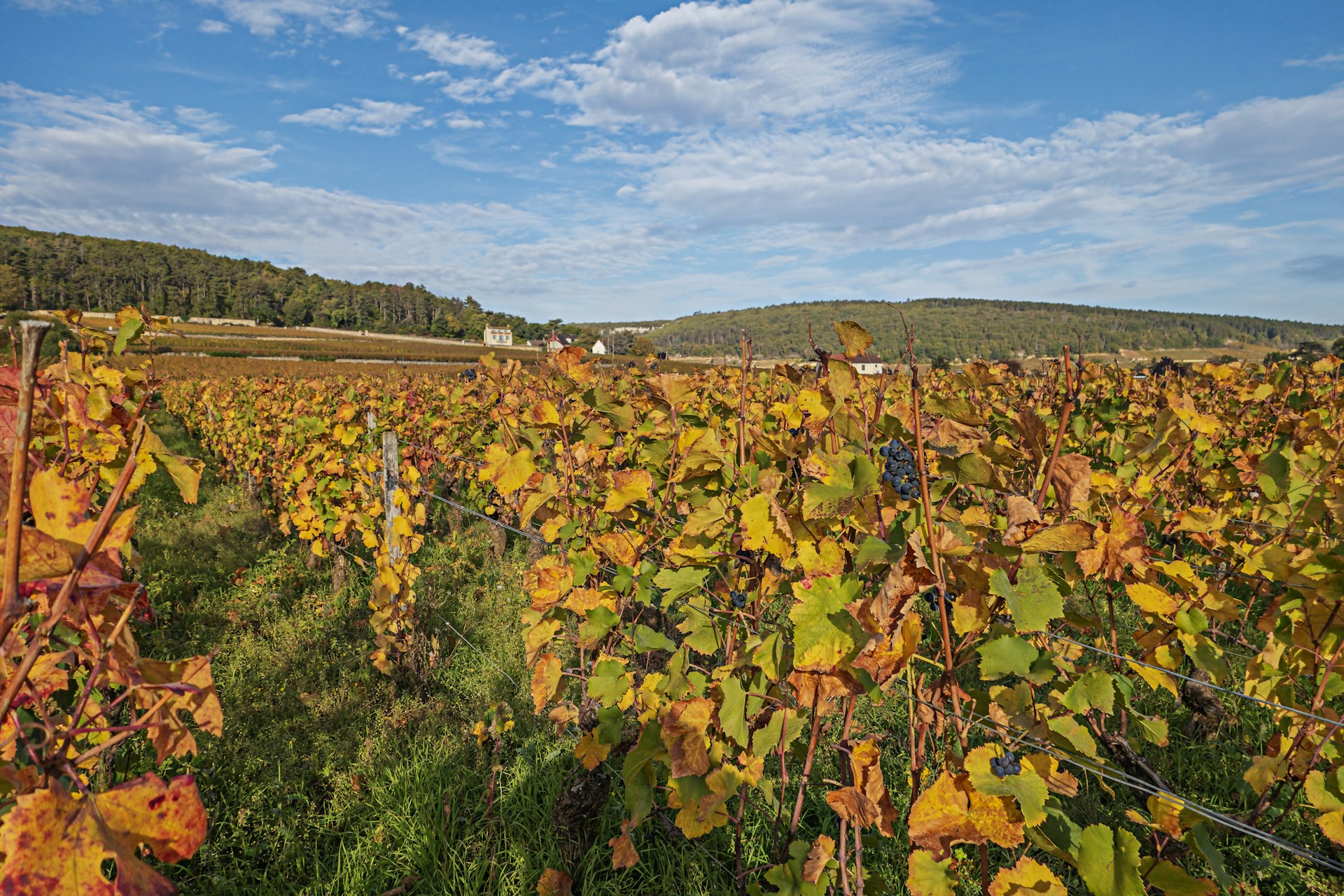 Domaine Marchand Freres header